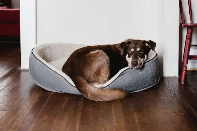 Pet-Friendly Apartments in Texas